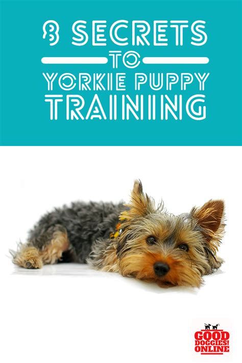 Yorkie Kennel Training - Pets Lovers