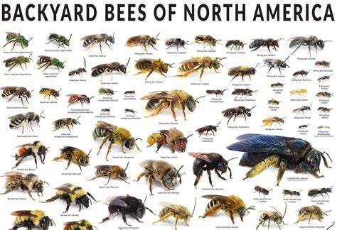 Guide to types of bees : r/coolguides