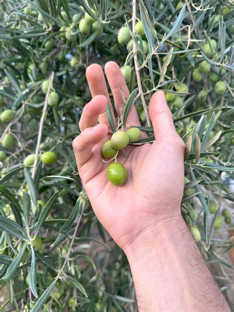 🌱 Organic Olive Farming with Permaculture Principles: A Sustainable Delight 🌳 - Danyadara