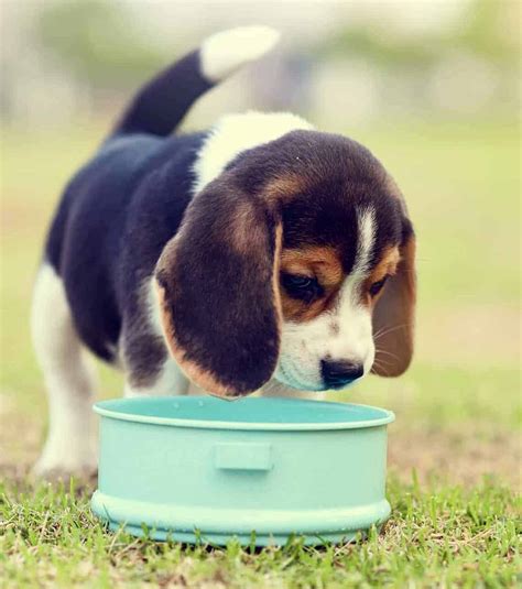 Beagle Food Information: Diet And Chart – The Best of Breeds