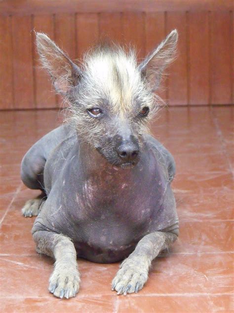 PERRO PERUANO SIN PELO - PERUVIAN HAIRLESS DOG | Flickr