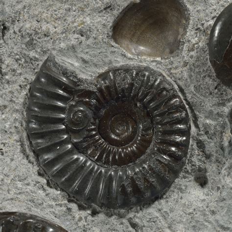 Ammonite Fossil
