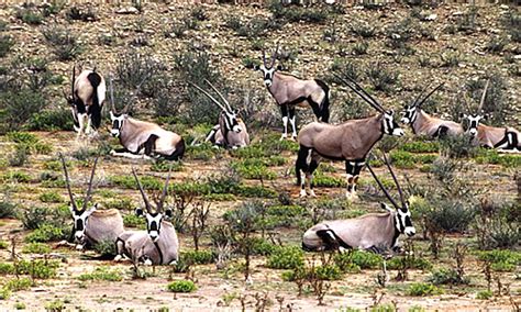 Gemsbok - Facts, Diet & Habitat Information