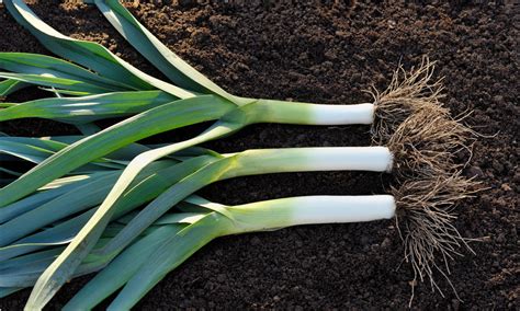 Leeks: Harvest and Storage