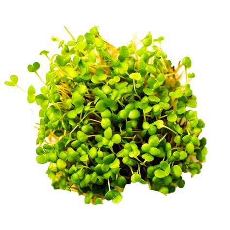 Herb Garden cress Mustard plant Watercress, mini plant Generative Ai 26751425 PNG