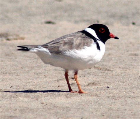 Main Shorebird Species – South Coast Shorebirds