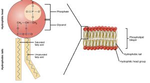 What are Lipids? - Structure, Function, Types