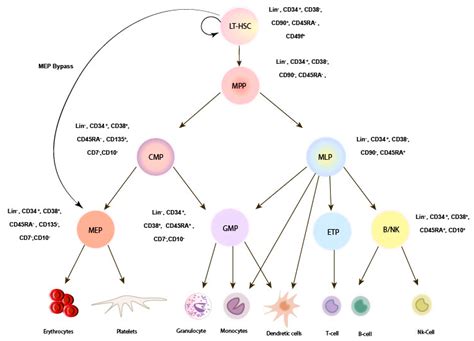 Cells | Free Full-Text | Ex Vivo Expansion of Hematopoietic Stem Cells for Therapeutic Purposes ...