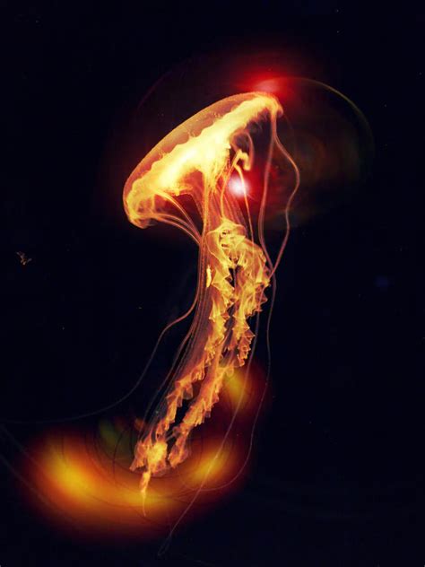 Glowing Jellyfish by azu0o on DeviantArt