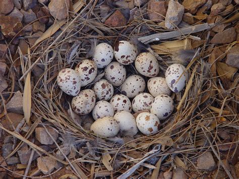 Pin by Second Studio on NEST | Quail eggs, Quail, Bird eggs