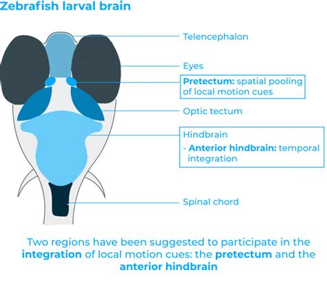 Zebrafish Larvae As A Model To Decision-making Processes – A Case Study ...