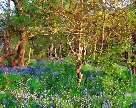 Forest of bluebells