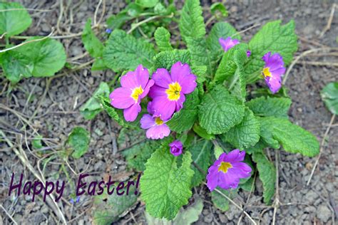 add text on image,Paste Fericit,Happy Easter | free image
