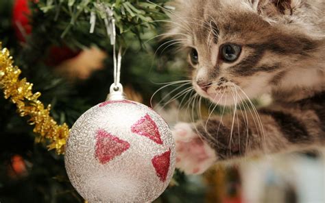 Free photo: Christmas Cat - Cat, Christmas, Cute - Free Download - Jooinn