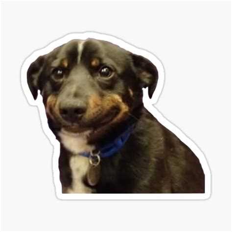 "Awkward Smiling Dog Meme" Sticker for Sale by masoncarr2244 | Redbubble