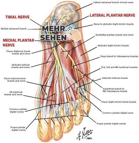 Plantarfuß-Anatomie-Nerven FA07 - # | Foot anatomy, Human anatomy and physiology, Muscle anatomy