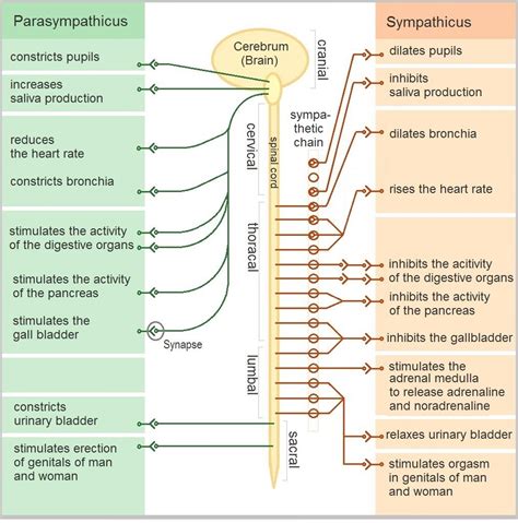 Parasympathetic And Sympathetic Nervous System Differences