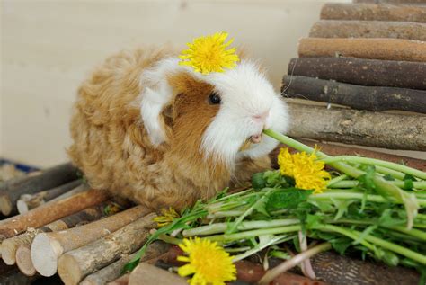 Silkie Guinea Pigs