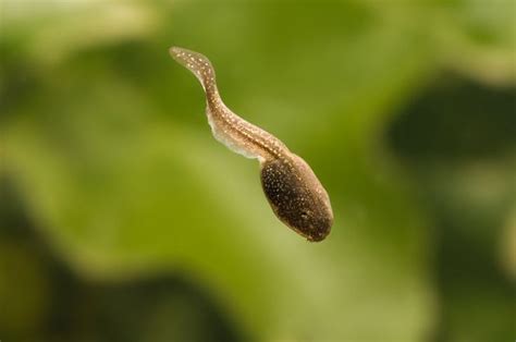 Tadpoles thrive in clean water. | Common frog, Cute animals, Vegan animals