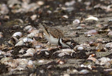 Woods Walks and Wildlife: Baby Killdeer, Baby Deer, and a Brown ...