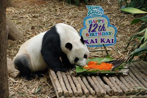 Press Room - Longevity noodle feast for giant pandas