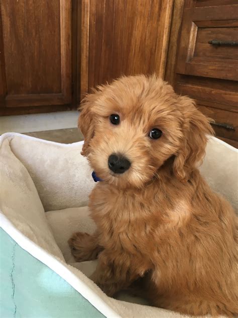 Mini Goldendoodle | Miniature goldendoodle puppies, Goldendoodle puppy, Goldendoodle