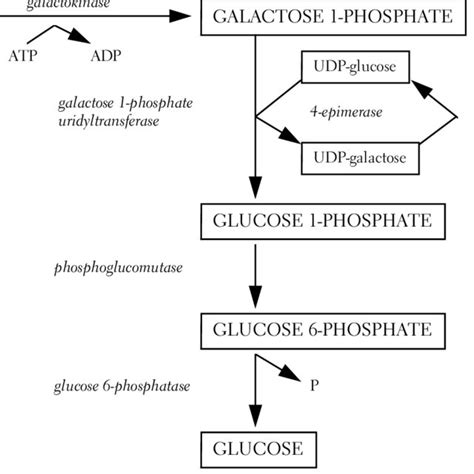 3. Galactose metabolism to glucose. | Download Scientific Diagram