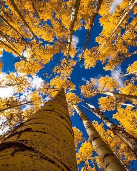 Fall Aspen Photos Landscape Photography Aspen Tree Colorado