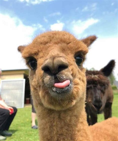 Curious Alpaca ~ Belgium Photo: @alpaca.bee Congrats! Founders ...