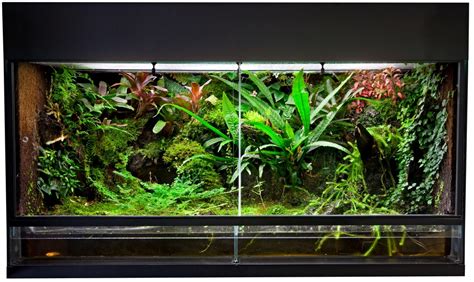 Holzterrarium vs. Glasterrarium: Kaufen oder selber bauen?