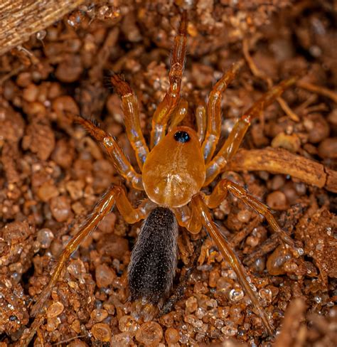 Orange Lungless Spiders from Lago Municipal de Itajá - GO, Brasil on October 16, 2022 at 09:24 ...