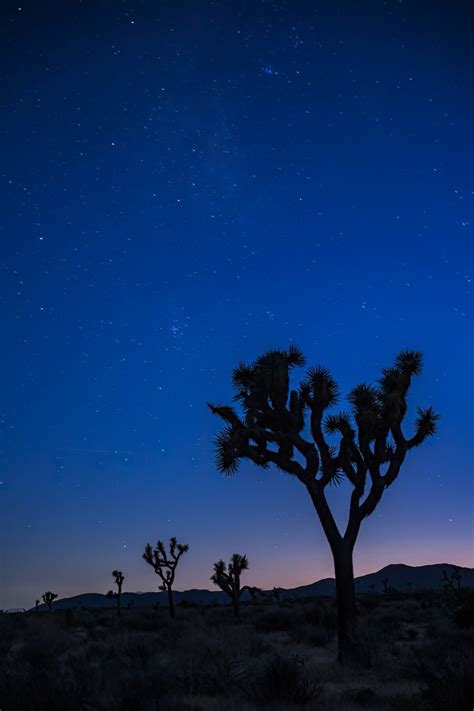 Joshua Tree Night Sky With Stars Fine Art Photo Print | Photos by ...