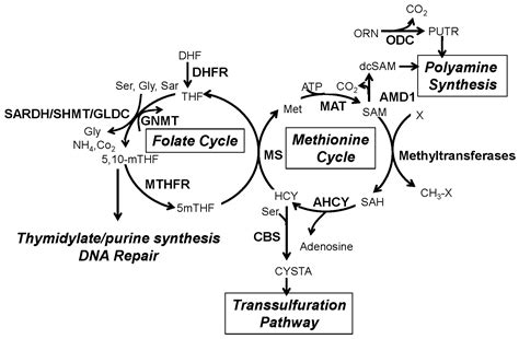 IJMS | Free Full-Text | One-Carbon Metabolism in Prostate Cancer: The Role of Androgen Signaling