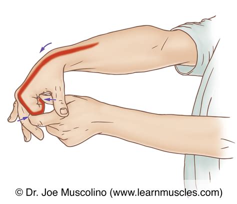 Extensor Indicis - Stretching - Learn Muscles