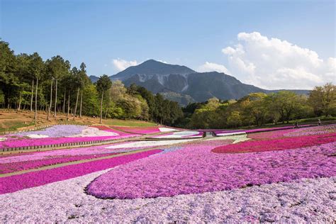 Hitsuziyama park Shibazakura | Discover places only the locals know about | JAPAN by Japan