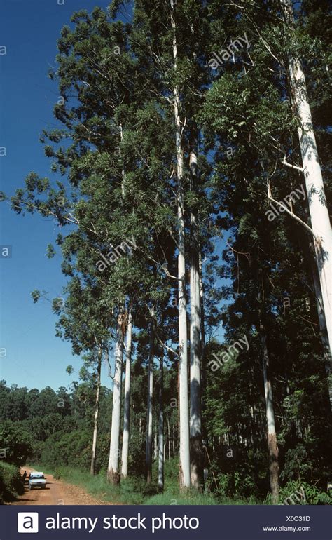 Eucalyptus Plantation Africa High Resolution Stock Photography and Images - Alamy