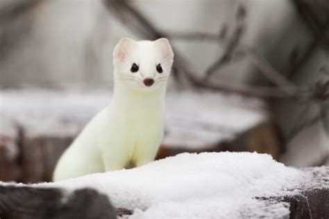 The stoat: habitat and behavior