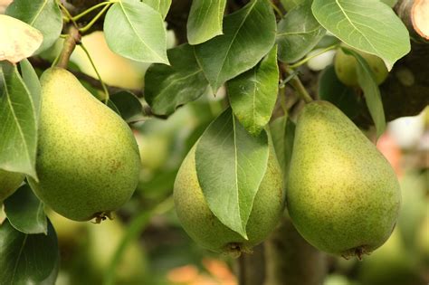 Download free photo of Pear, tree, green, fruit, nature - from needpix.com