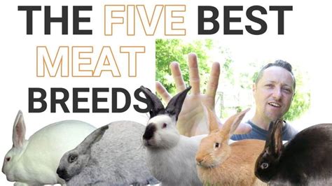 THE 5 BEST MEAT RABBIT BREEDS | Meat rabbits breeds, Rabbit breeds, Meat rabbits