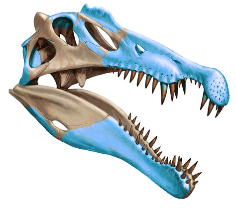 Obraz - Spinosaurus-skull.jpg | Prehistoryczna Wiki | FANDOM powered by Wikia