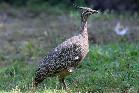 Elegant-Crested Tinamou | The Animal Facts | Appearance, Diet, Habitat