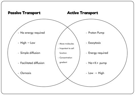 16 Diffusion Osmosis Active Transport Worksheet - Free PDF at worksheeto.com