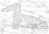 Coloring Pages Of Crocodiles sketch template