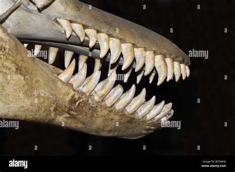 Killer Whale skull Orcinus orca Canada showing rows of teeth Stock Photo - Alamy