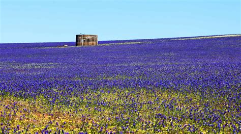 Wildflowers Western Australia Map