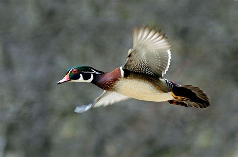 Wood Duck Flying....... - Pixdaus