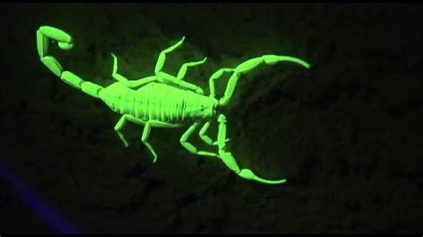 Scorpions Under A Black Light