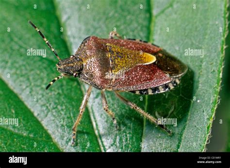 Berry Shield Bug (Dolycoris baccarum Stock Photo - Alamy