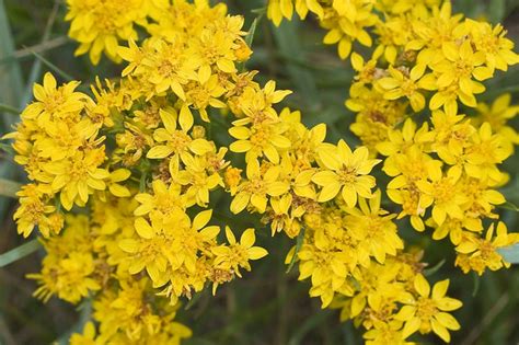 Gutierrezia sarothrae 'Broom-snakeweed/Broomweed' - a photo on Flickriver