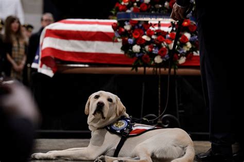 SERVICE DOG SULLY AT GEORGE H.W BUSH FUNERAL 8x10 SILVER HALIDE PHOTO ...